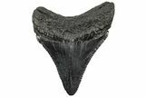 Serrated, Juvenile Megalodon Tooth - South Carolina #310454-1